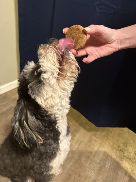 Doodle tasting a snickerdoodle dog cookie