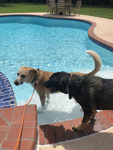pool_safety_for_your_pup