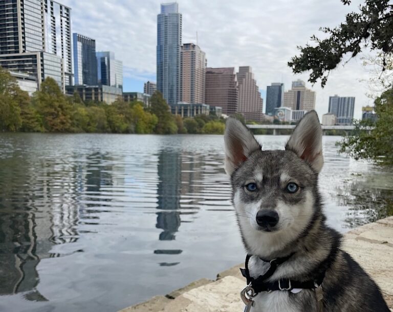 Dog and the Austin skyline