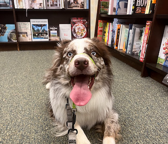 Aussie at barnes and noble dog friendly store