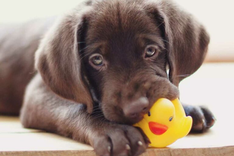 Lab Puppy with Toy