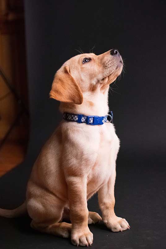 american yellow labrador retriever