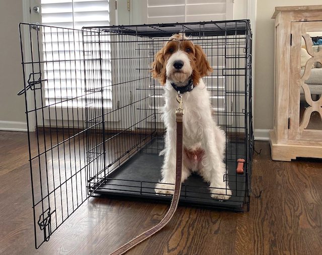 Doodle puppy sitting in their kennel