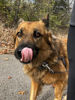 German shepherd with his tongue out on a walk