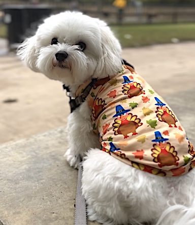 Cute little white dog in thanksgiving sweater