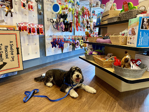 Dog at local St. Louis pet store