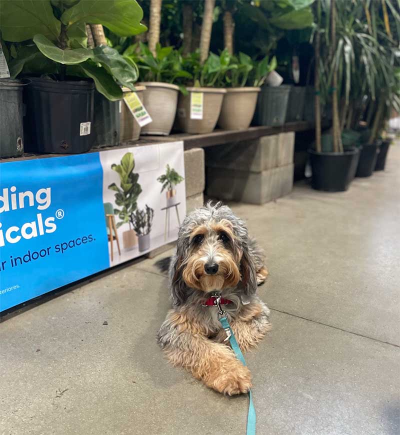 Dog at Lowes