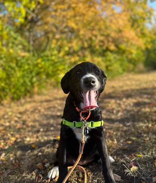 Black and white dog with tongue out training fall leaves