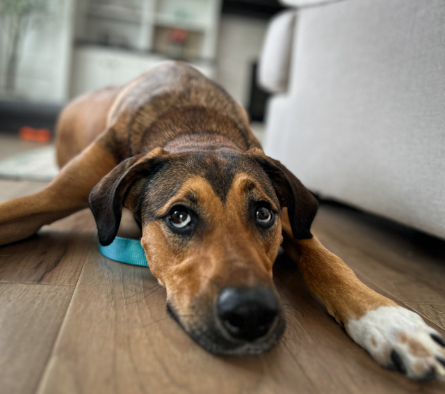 Hound dog in a down stay on wooden floor looking up dog training