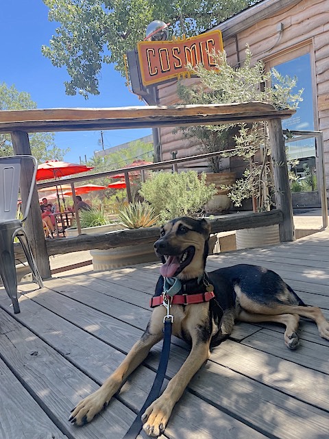 Dog at Cosmic Coffee Austin