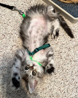 Cute Maine Coon kitten on its back playing