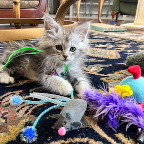 Maine coon kitten with cat toys on rug