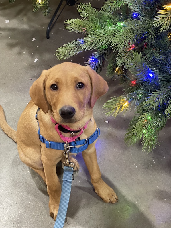 Retriever sitting by Christmas tree