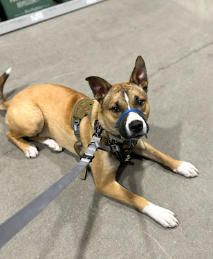 Pittie mix with gentle leader in a dog friendly store