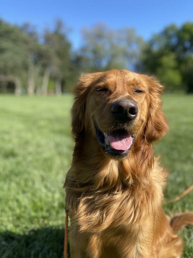 Happy Golden Retriever - mental health