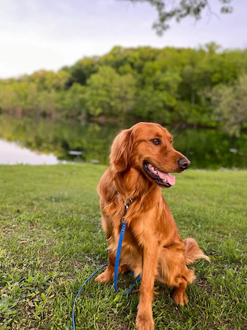 Beautiful golden retriever sit stay by the lake outside at the green park