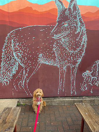 Dog by wild fox mural outside sit stay in Austin 