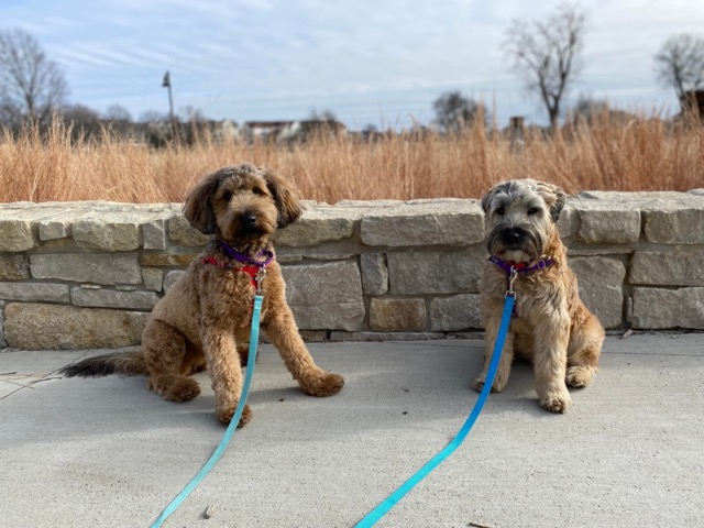 Two dogs at Meadowbrook Park