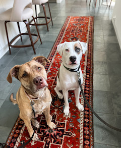 Two pit bulls next to each other on red carpet in home