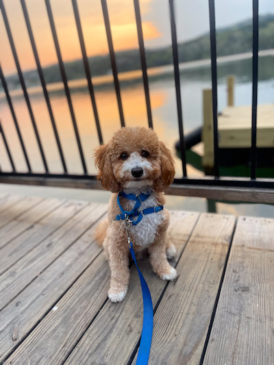 Little dog outside at sunset on dog friendly patio Austin