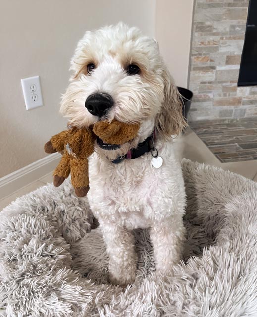 Mini Poodle with stuffed animal in her mouth on her fluffy dog bed dog training