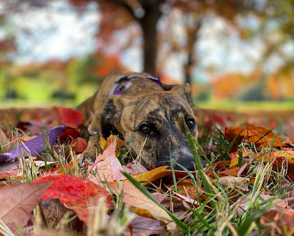 Cute dog down stay in fall leaves ground angle