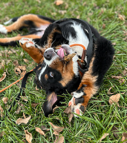 Adorable bernese mountain dog upside down playing in grass