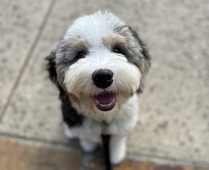 Bernedoodle in a sit