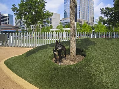 Dog at local Dallas dog park