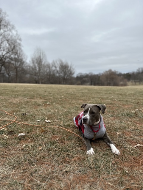 Training a pitbull at Loose Park in Kansas City