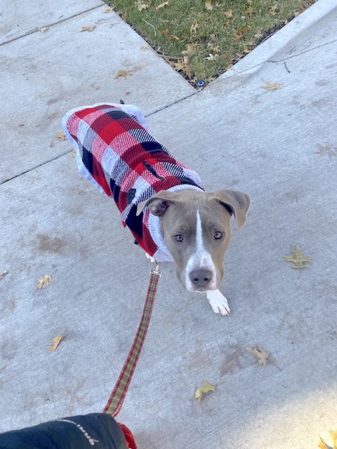 Pitbull walking in a sweater