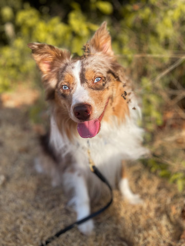Aussie happy in fall colors at sunset