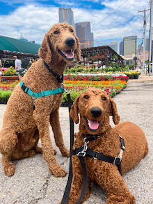 Two standard poodles looking happy together in dallas