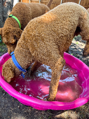 Two orange standard poodles in pink kiddie pool playing