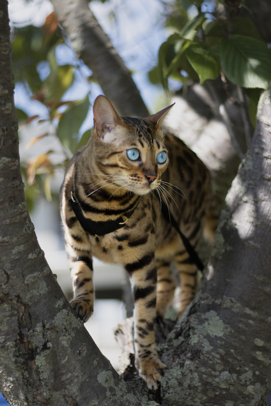 Mia wearing her cat harness and leash in a tree