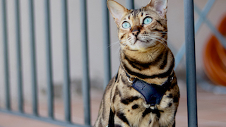 Mia wearing her OutdoorBengal Cat Harness