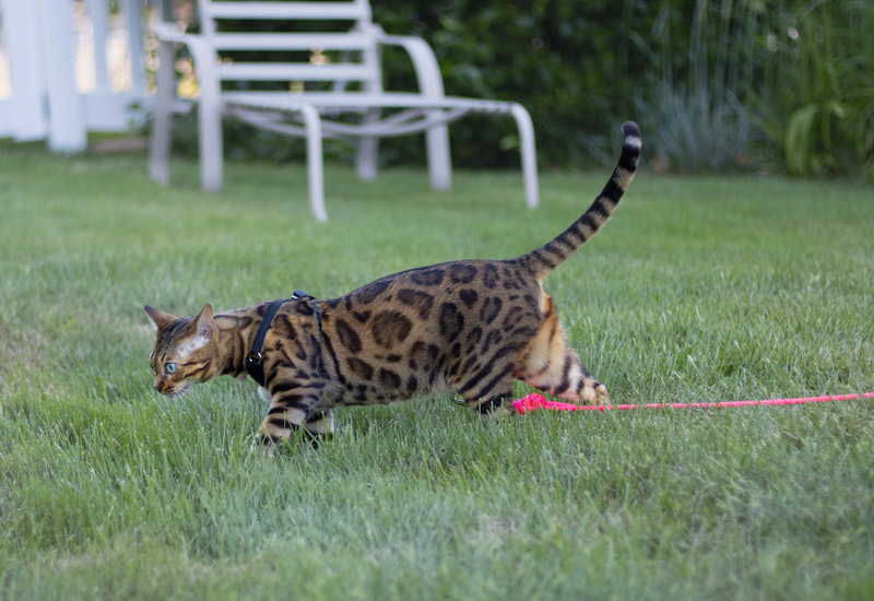 Mia outside with a cat leash