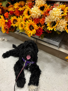 Black Australian Cobberdog in store with sunflowers and autumn colors