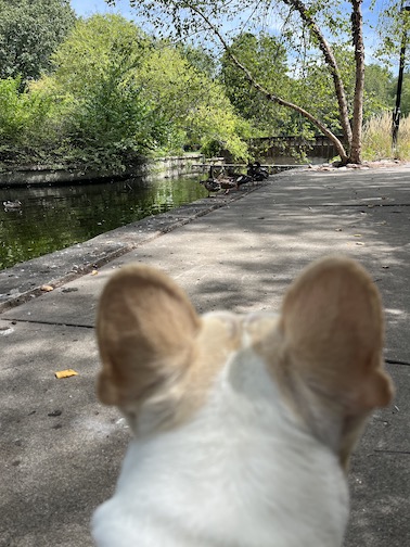 Puppy at a park looking at the ducks