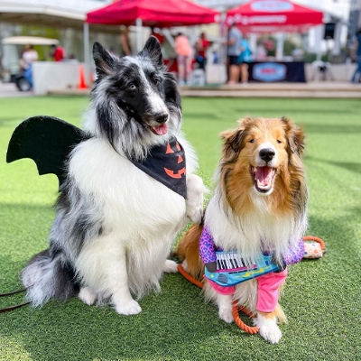 Pet-friendly fall dog event in Austin