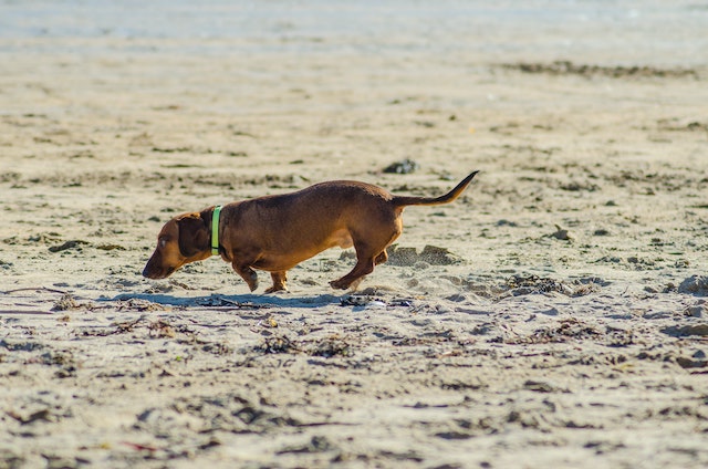 dog sniffing the ground - neutral behavior