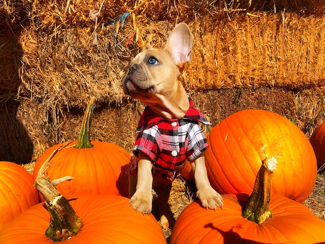 dog at a pumpkin patch