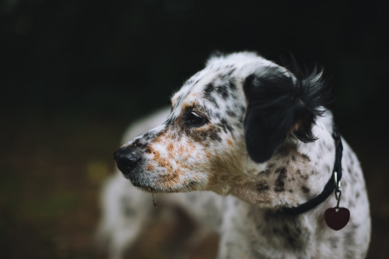 dog engaging in precursor behavior