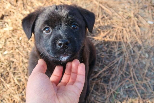 How puppies learn manners