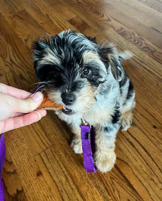 Aussie puppy eating a treat from his trainer's hand