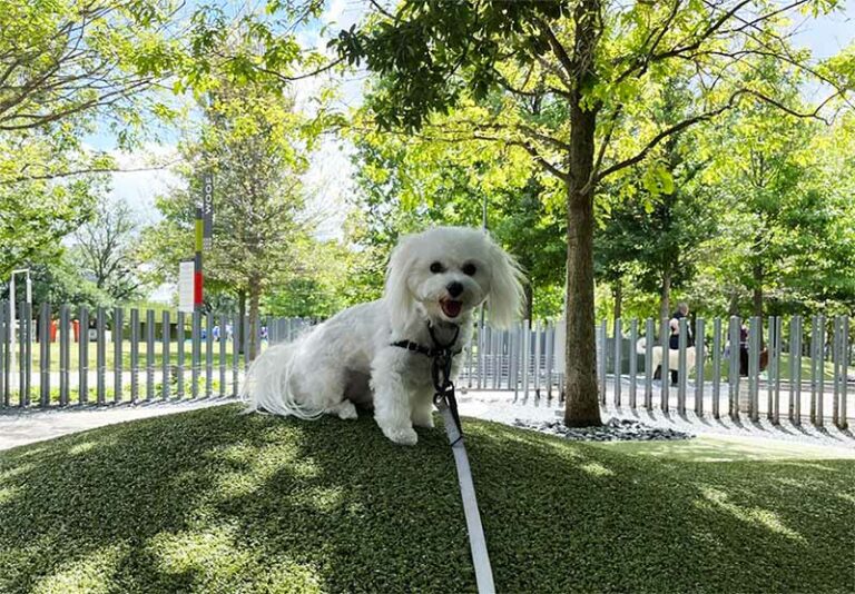 Poodle at Houston Dog Park