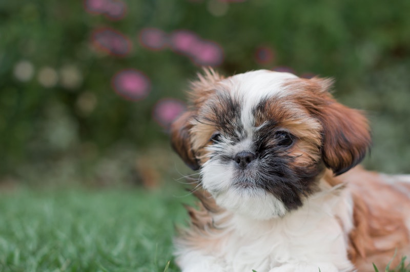 Potty Training a Puppy