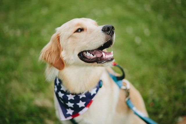 dog safety preparation for July 4th