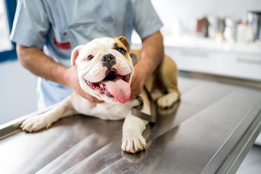 Preparing your Puppy for Grooming and Veterinary Visits