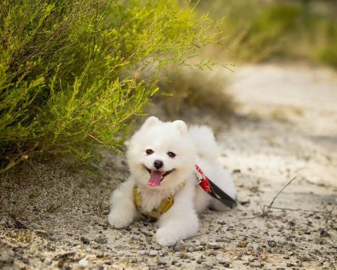 Puppy towards person he's following